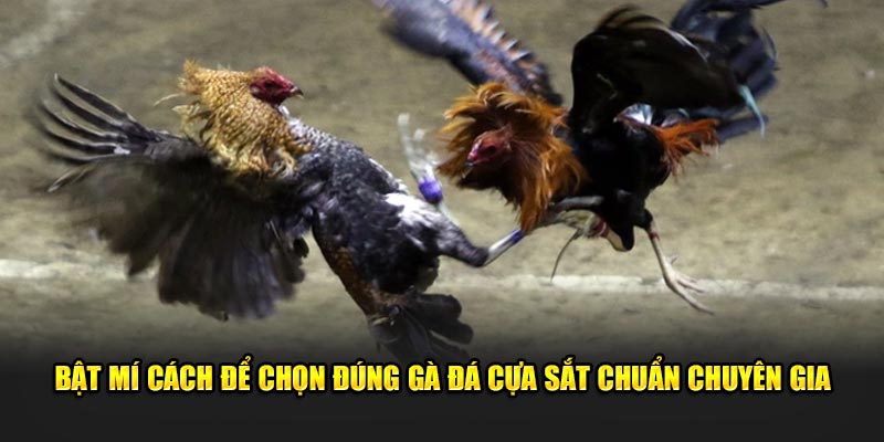 Cách Để Chọn Đúng Gà Đá Cựa Sắt