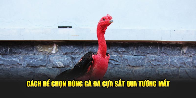 Cách để chọn đúng gà đá cựa sắt qua tướng mắt