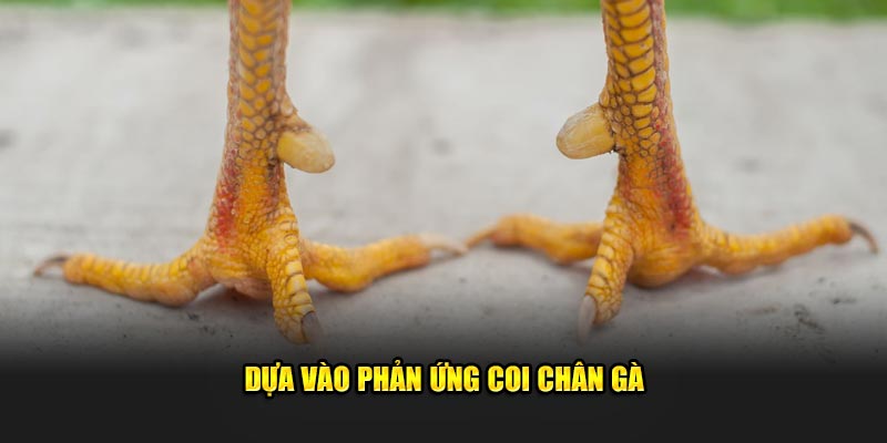 Dựa vào phản ứng coi chân gà