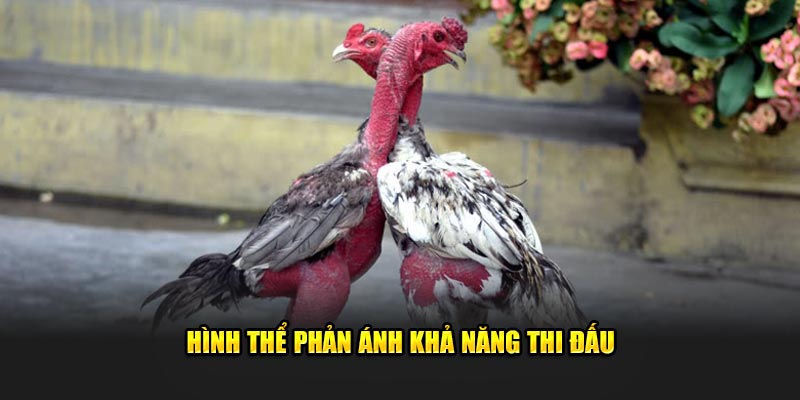 Hình thể phản ánh khả năng thi đấu