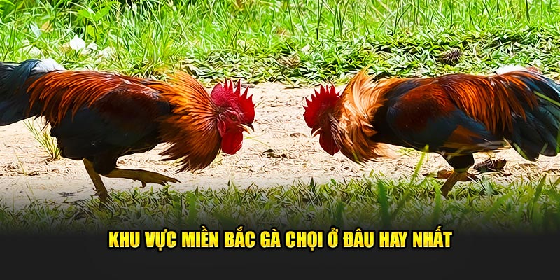 Khu vực miền Bắc gà chọi ở đâu hay nhất