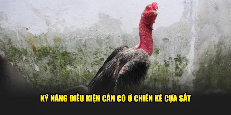 Kỹ năng điều kiện cần có ở chiến kê cựa sắt