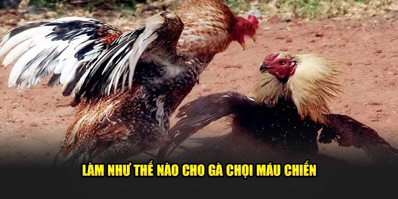 Làm như thế nào cho gà chọi máu chiến