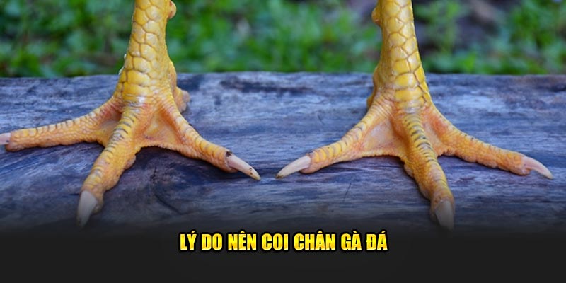 Lý do nên coi chân gà đá