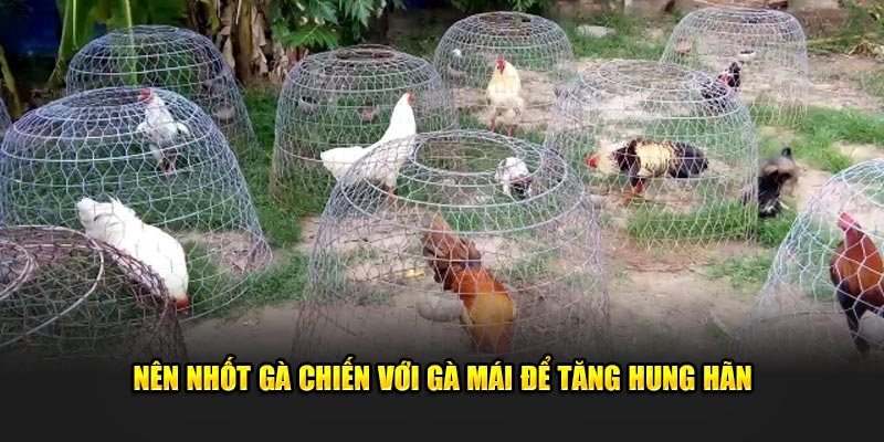 Nên nhốt gà chiến với gà mái để tăng hung hãn