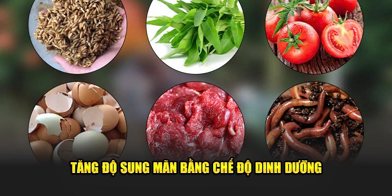 Làm thế nào cho gà chọi máu chiến bằng chế độ dinh dưỡng