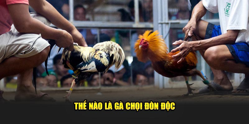 Gà chọi đòn độc là gì?