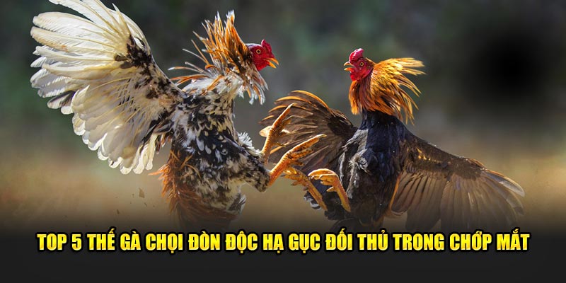 Gà Chọi Đòn Độc