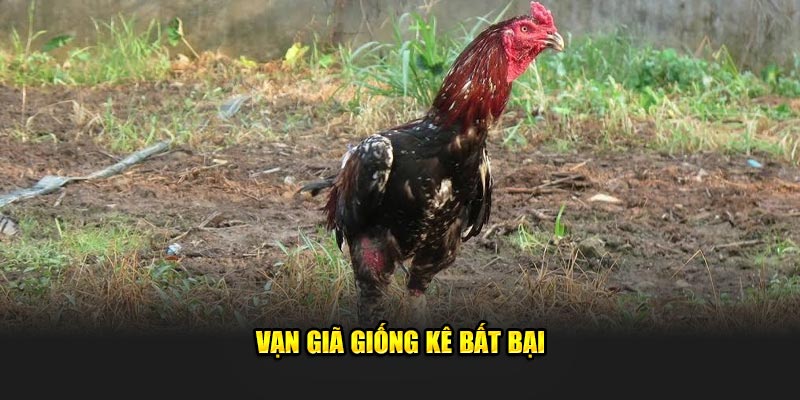 Vạn Giã giống kê bất bại