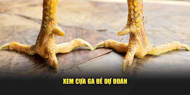 Xem cựa gà để dự đoán