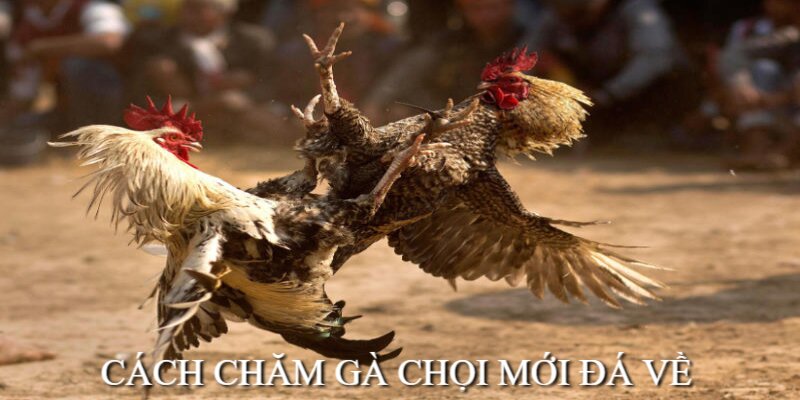 Cách Chăm Gà Chọi Mới Đá Về