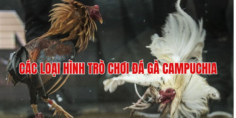 Các hình thức tổ chức thi đấu đá gà