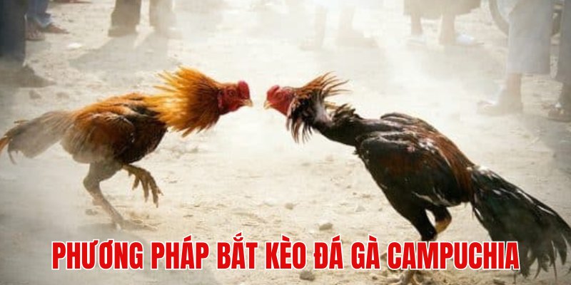 Phương pháp soi và bắt kèo chiến kê giỏi