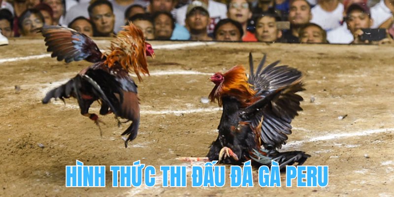 Hình thức thi đấu đá gà Peru