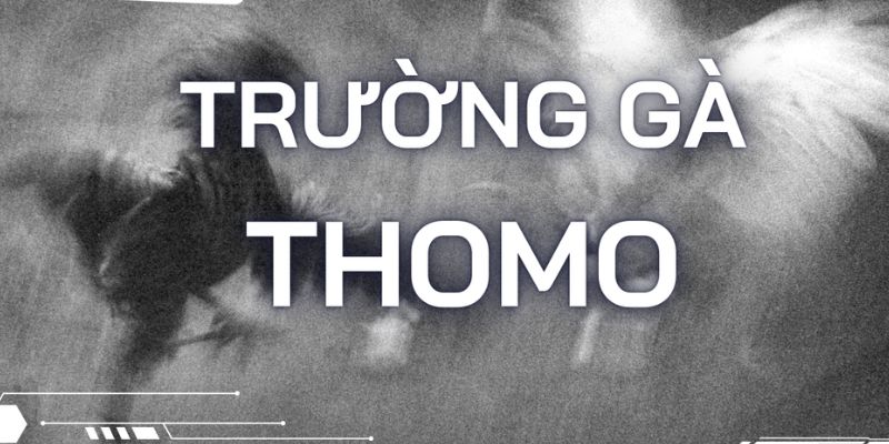 Vài nét quan trọng về trường gà Thomo 